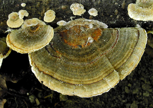 trúdnikovec pestrý Trametes versicolor (L.) Lloyd