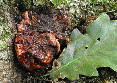 pečeňovec dubový Fistulina hepatica (Schaeff.) With.