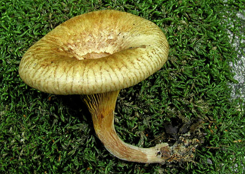 čechračka jelšová Paxillus rubicundulus  P.D. Orton