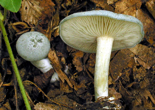 strmuľka anízová Clitocybe odora (Bull.) P. Kumm.