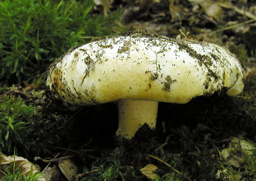 plávka belavá Russula delica Fr.