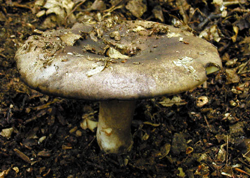 plávka černejúca Russula nigricans Fr.