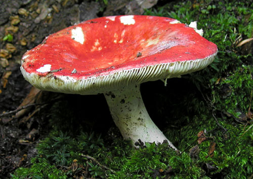 plávka úhľadná Russula rosea Pers.