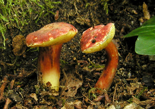 suchohríb karmínový Hortiboletus rubellus (Krombh.) Simonini, Vizzini & Gelardi