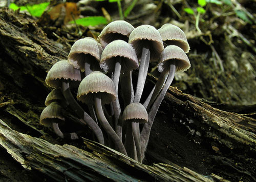 prilbička krvavomliečna Mycena haematopus (Pers.) P. Kumm.