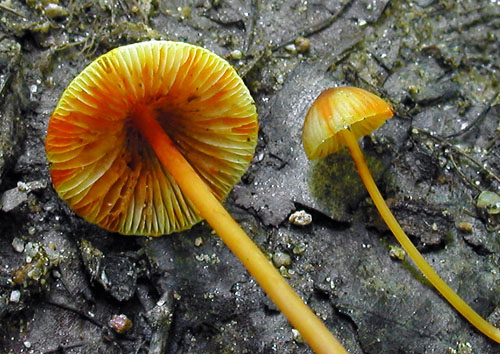 prilbička šafranová Mycena crocata (Schrad.) P. Kumm.