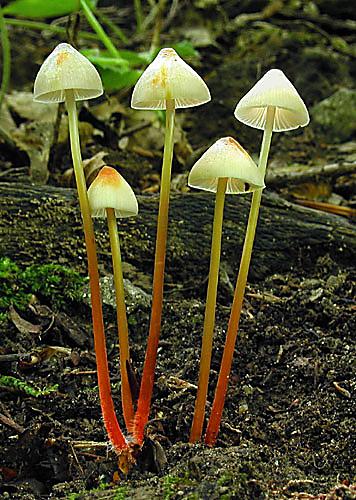 prilbička šafranová Mycena crocata (Schrad.) P. Kumm.