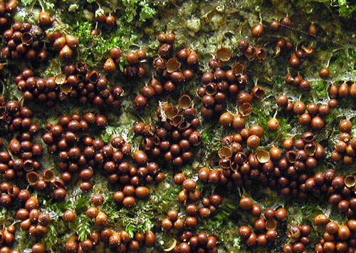 leskloplodka krehká Leocarpus fragilis (Dicks.) Rostaf.