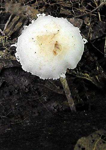 bedlička ligotavá Cystolepiota seminuda (Lasch) Bon