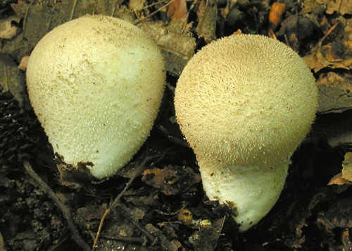 prášnica huňatá Lycoperdon umbrinum Hornem.