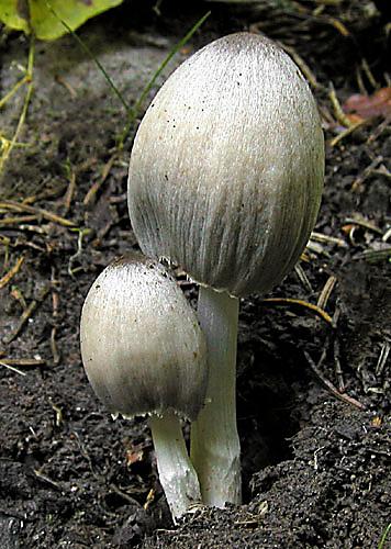 hnojník atramentový Coprinopsis atramentaria (Bull.) Redhead, Vilgalys & Moncalvo