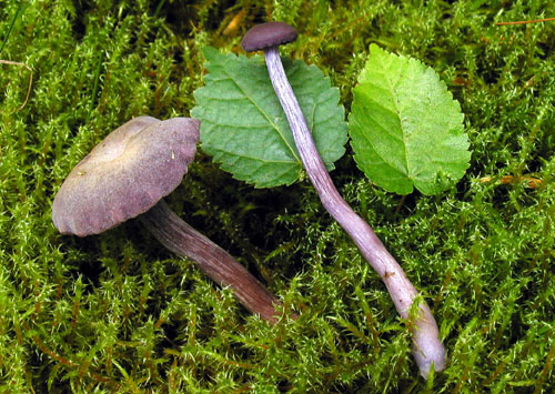 lakovka ametystová Laccaria amethystina (Huds.) Cooke