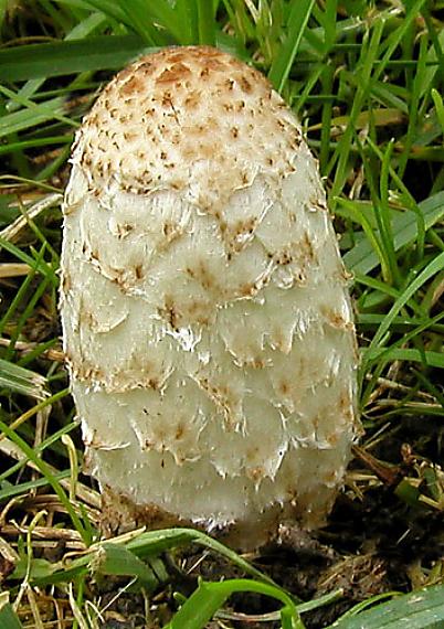 hnojník obyčajný Coprinus comatus (O.F. Müll.) Pers.