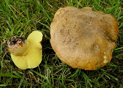 masliak kopcový Suillus collinitus (Fr.) Kuntze