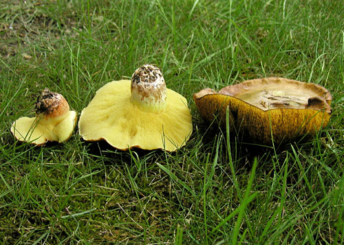 masliak kopcový Suillus collinitus (Fr.) Kuntze