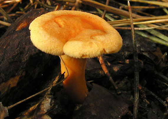 líška oranžová Hygrophoropsis aurantiaca (Wulfen) Maire