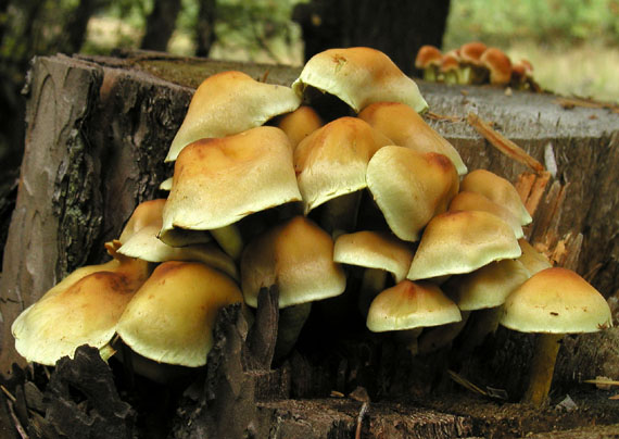 strapcovka tehlovočervená Hypholoma lateritium (Schaeff.) P. Kumm.