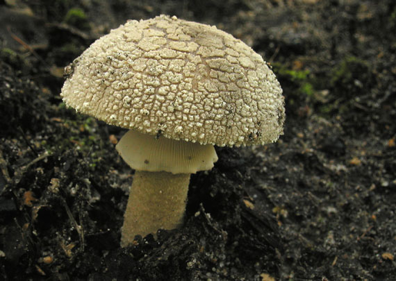 muchotrávka červenkastá Amanita rubescens Pers.