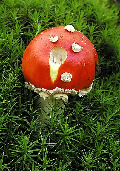 muchotrávka červená Amanita muscaria (L.) Lam.