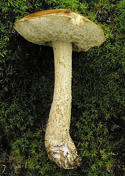 kozák brezový Leccinum scabrum (Bull.) Gray