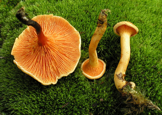 líška oranžová Hygrophoropsis aurantiaca (Wulfen) Maire