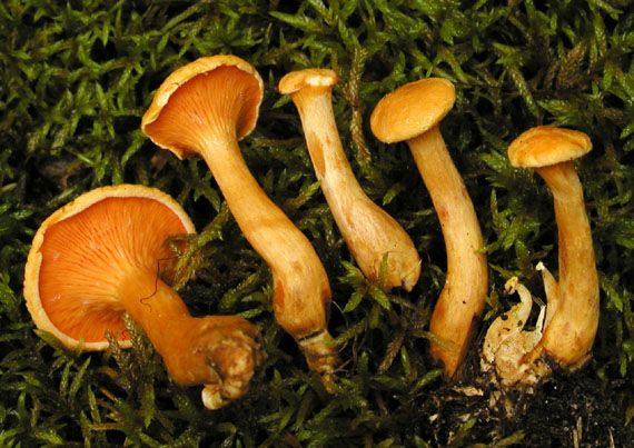 líška oranžová Hygrophoropsis aurantiaca (Wulfen) Maire