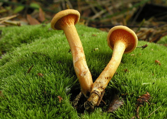 líška oranžová Hygrophoropsis aurantiaca (Wulfen) Maire