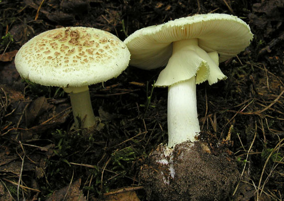 muchotrávka citrónovožltá Amanita citrina Pers.