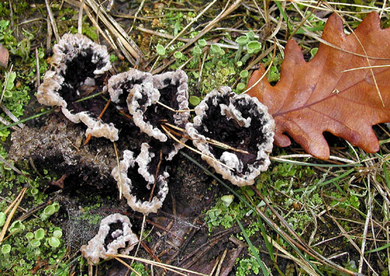 plesňovka zemná Thelephora terrestris Ehrh.