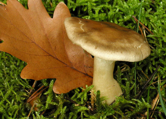 strmuľka kyjakovitá Ampulloclitocybe clavipes (Pers.) Redhead, Lutzoni, Moncalvo & Vilgalys