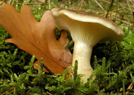 strmuľka kyjakovitá Ampulloclitocybe clavipes (Pers.) Redhead, Lutzoni, Moncalvo & Vilgalys