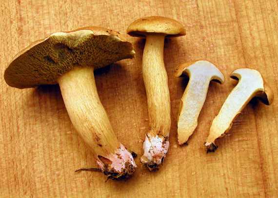 masliak kravský Suillus bovinus (Pers.) Roussel