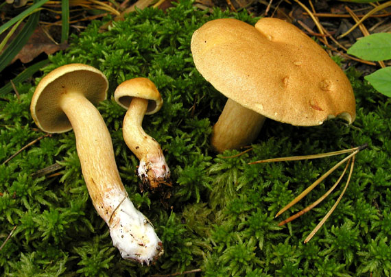 masliak kravský Suillus bovinus (Pers.) Roussel