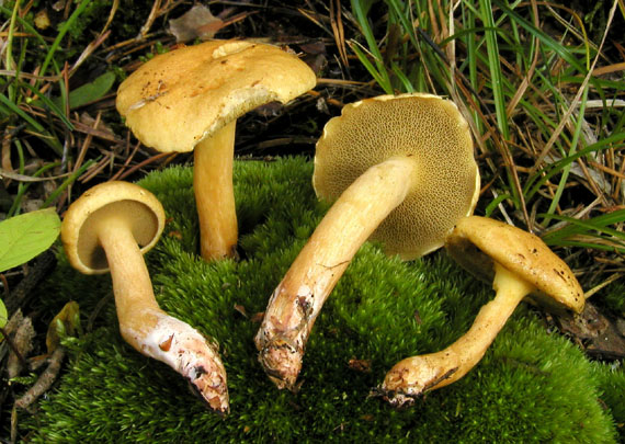 masliak kravský Suillus bovinus (Pers.) Roussel