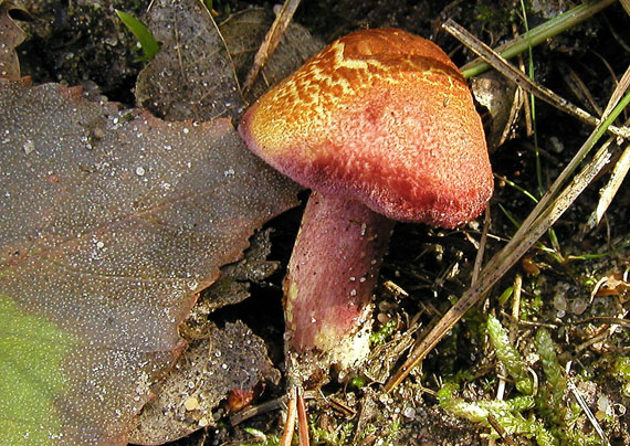 čírovec červenožltý Tricholomopsis rutilans (Schaeff.) Singer