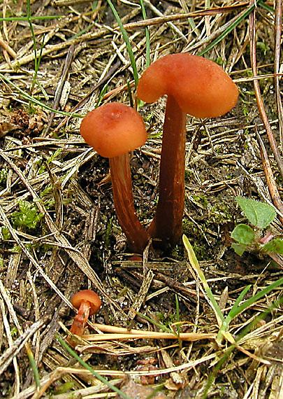 lakovka obyčajná Laccaria laccata (Scop.) Cooke