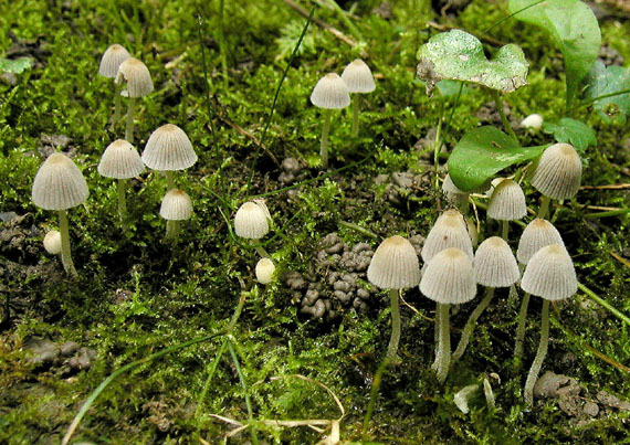 hnojník rozsiaty Coprinellus disseminatus (Pers.) J.E. Lange