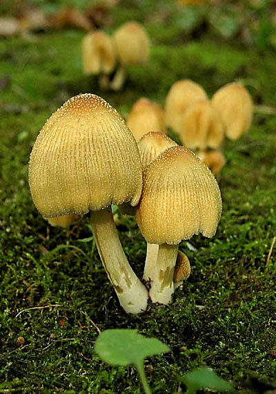 hnojník ligotavý Coprinellus micaceus (Bull.) Vilgalys, Hopple & Jacq. Johnson