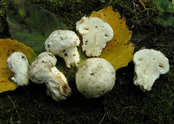 pečiarka obyčajná Agaricus bitorquis (Quél.) Sacc.