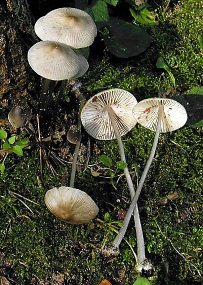 prilbička ružovolupeňová Mycena galericulata (Scop.) Gray