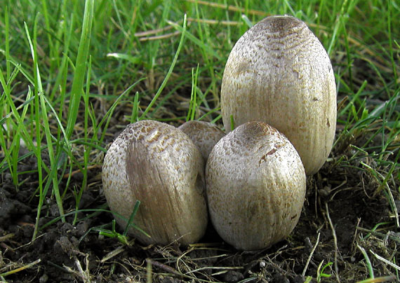 hnojník atramentový Coprinopsis atramentaria (Bull.) Redhead, Vilgalys & Moncalvo