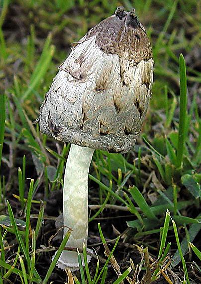 hnojník obyčajný Coprinus comatus (O.F. Müll.) Pers.