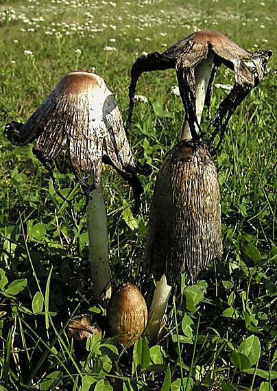 hnojník obyčajný Coprinus comatus (O.F. Müll.) Pers.