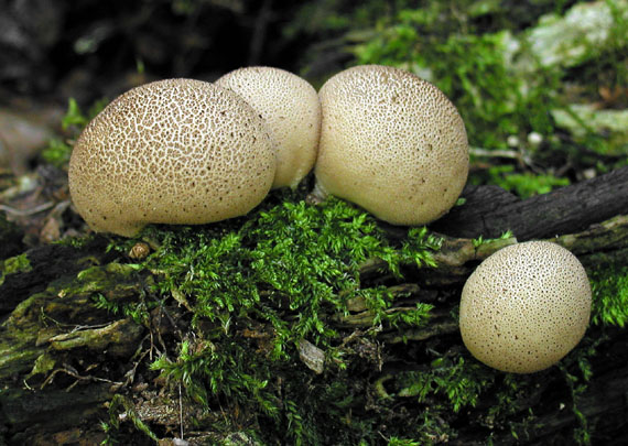 prášnica hruškovitá Lycoperdon pyriforme Schaeff.