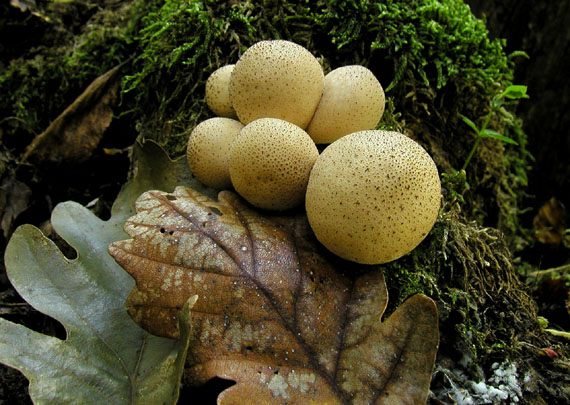 prášnica hruškovitá Lycoperdon pyriforme Schaeff.