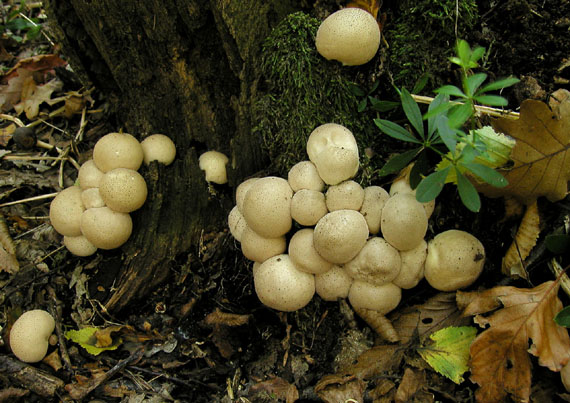 prášnica hruškovitá Lycoperdon pyriforme Schaeff.