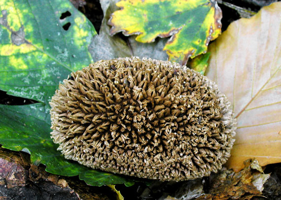 prášnica pichliačová Lycoperdon echinatum Pers.