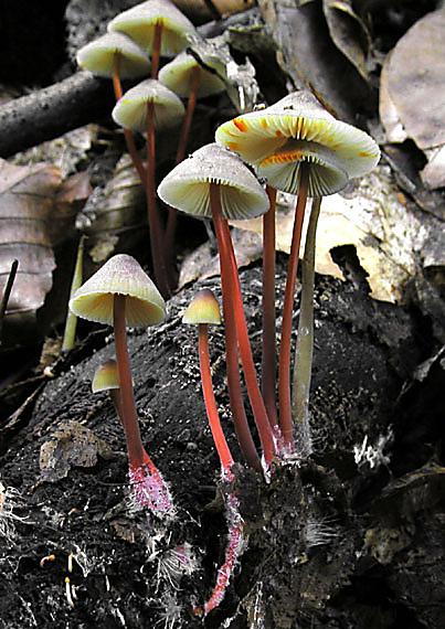 prilbička šafranová Mycena crocata (Schrad.) P. Kumm.