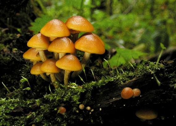 kapucňovka okrovohnedastá Galerina marginata (Batsch) Kühner