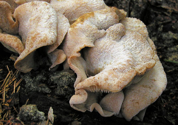 húževnatček bobrí Lentinellus castoreus (Fr.) Kühner & Maire